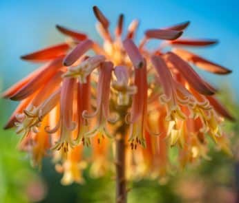 terme in fiore